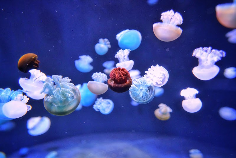 Photo 5 at Singapore Oceanarium in 