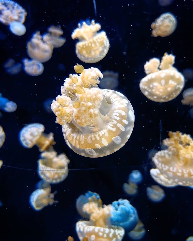 Photo 6 at Singapore Oceanarium in 
