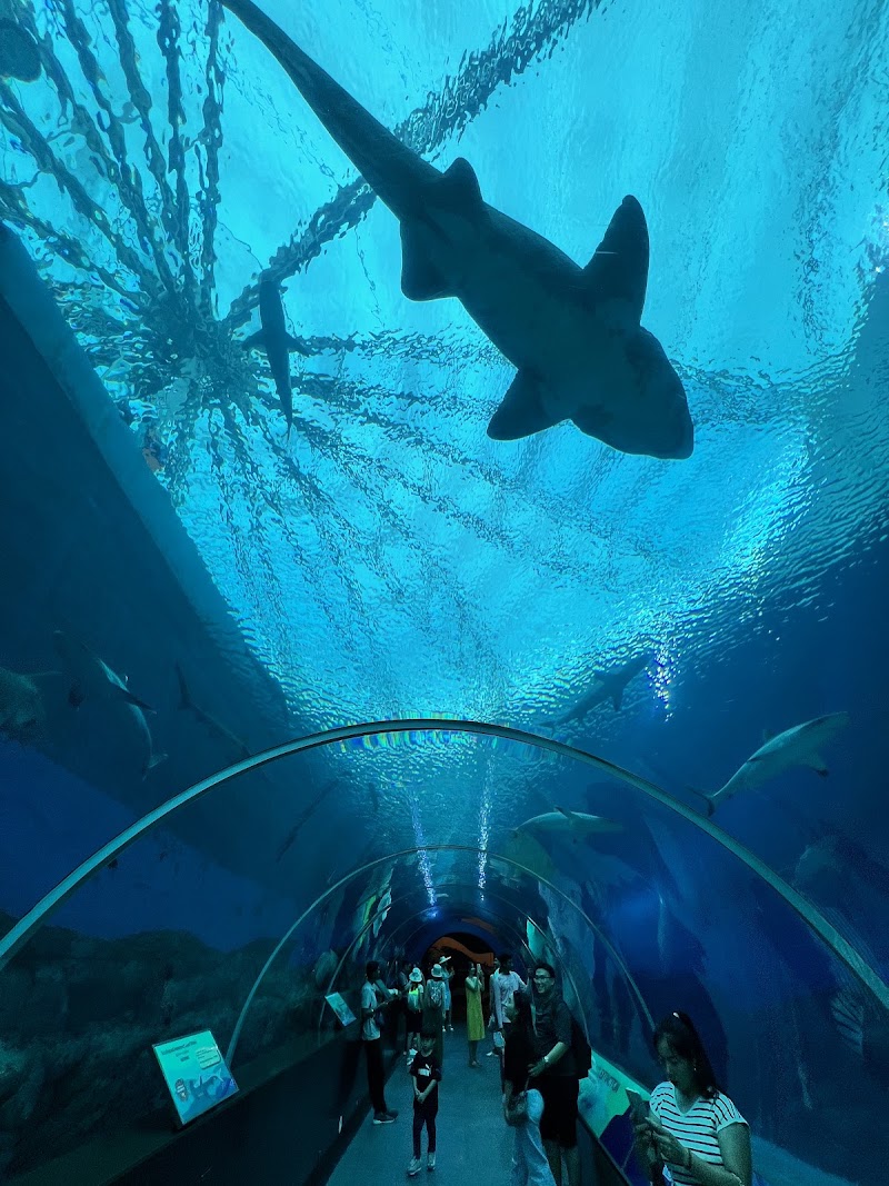 Photo 1 at Singapore Oceanarium in 