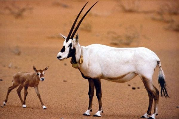 'Uruq Bani Ma'arid in 
