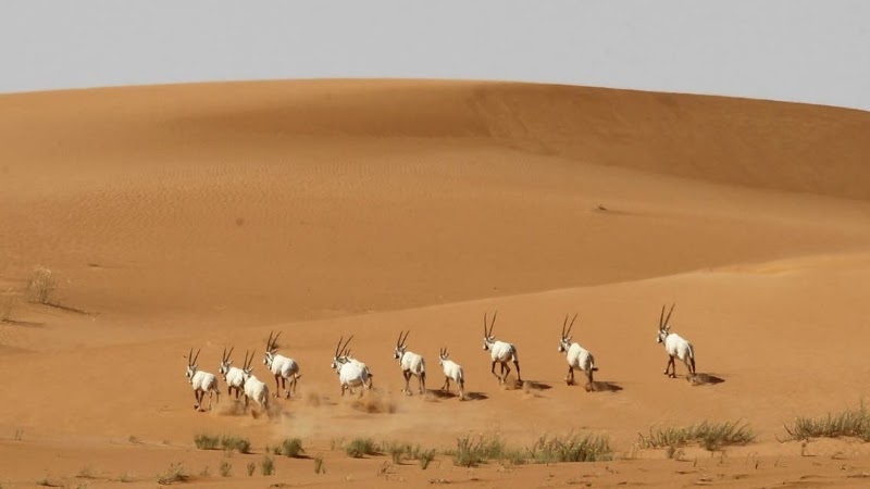 Photo 2 at 'Uruq Bani Ma'arid in 