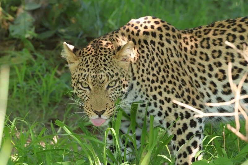 Photo 2 at Gondwana Tours & Safaris in Maun