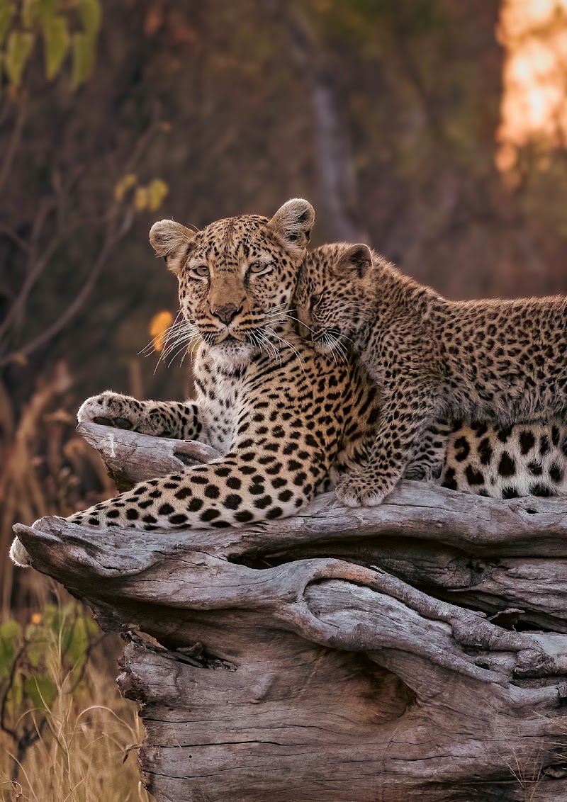 Gondwana Tours & Safaris in Maun