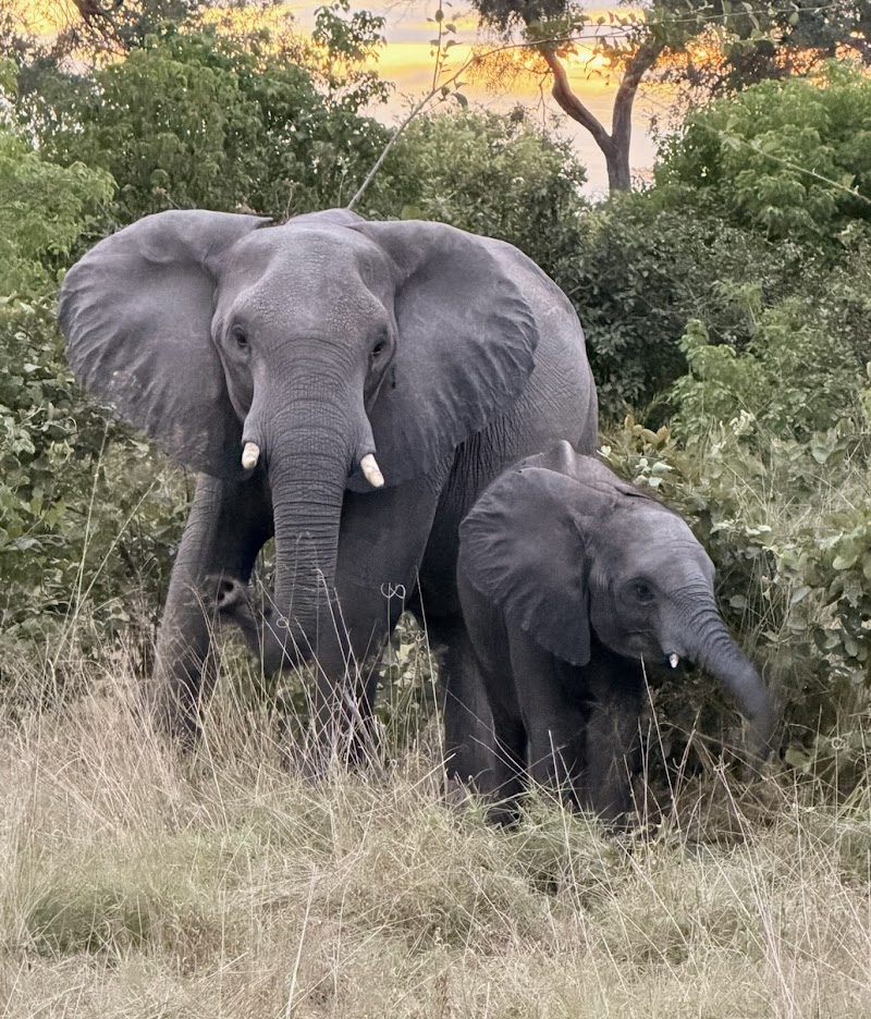 Photo 1 at Gondwana Tours & Safaris in Maun