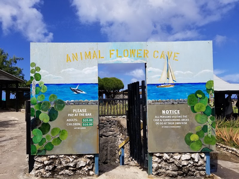Photo 5 at Animal Flower Cave & Restaurant in 