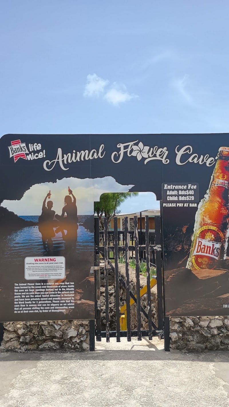 Photo 6 at Animal Flower Cave & Restaurant in 