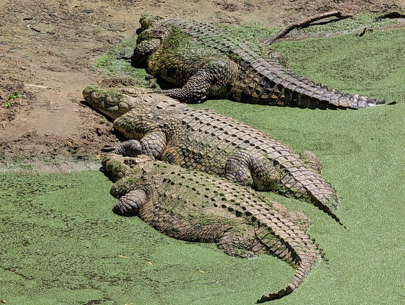 Photo 3 at iSimangaliso Wetland Park in 