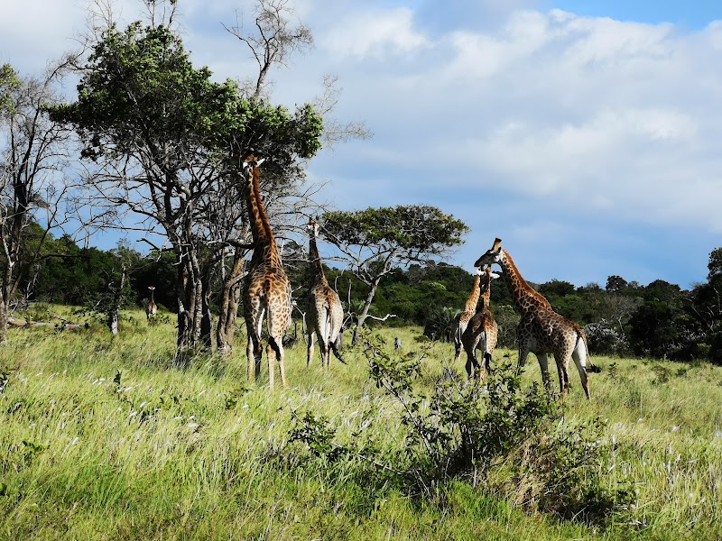 Photo 1 at iSimangaliso Wetland Park in 