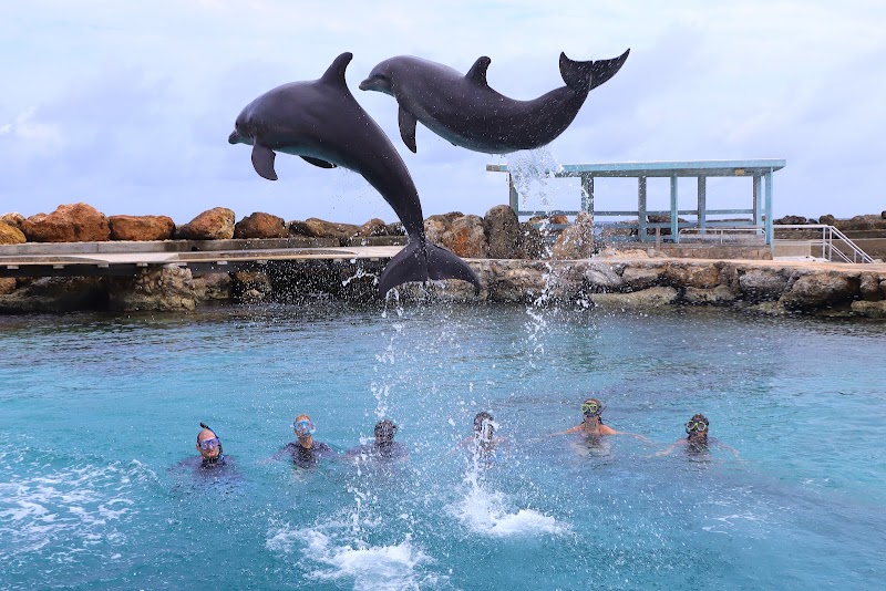 Photo 2 at Dolphin Academy Curacao in Willemstad