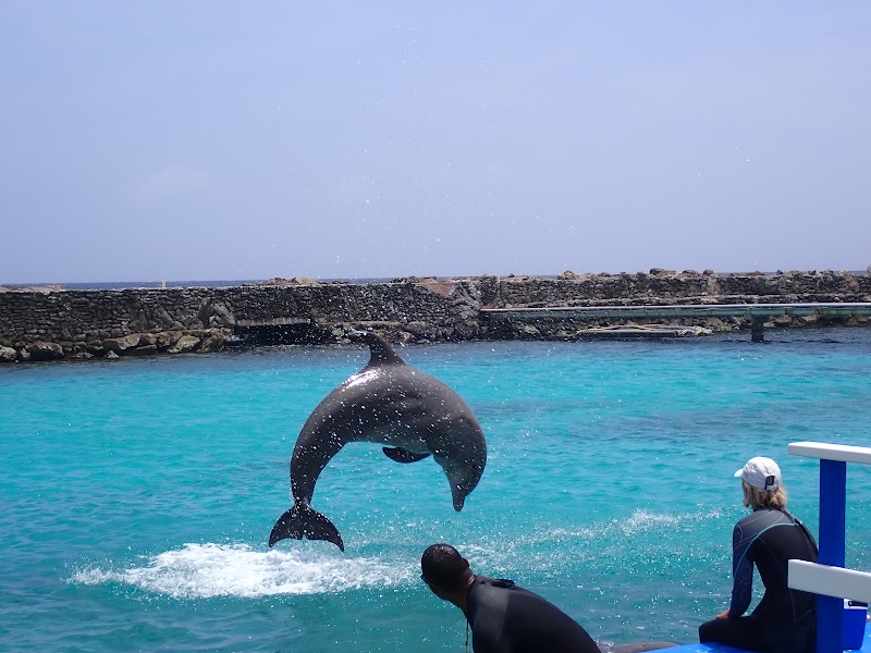 Photo 5 at Dolphin Academy Curacao in Willemstad