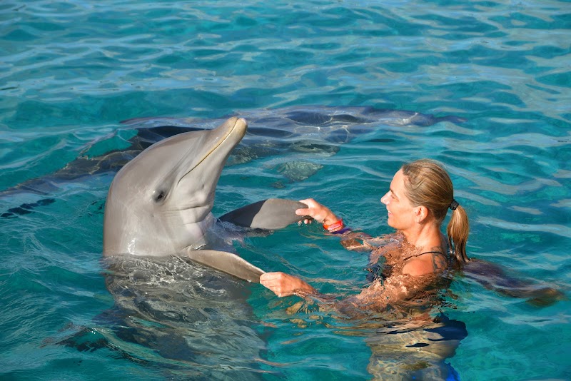 Photo 1 at Dolphin Academy Curacao in Willemstad