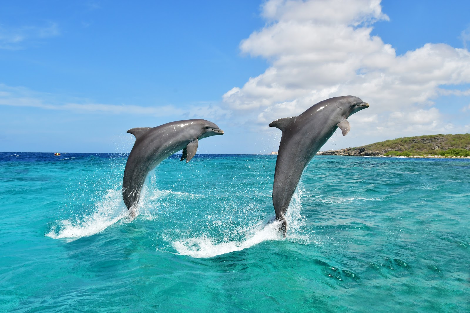 Dolphin Academy Curacao in Willemstad