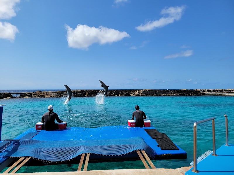 Photo 3 at Dolphin Academy Curacao in Willemstad