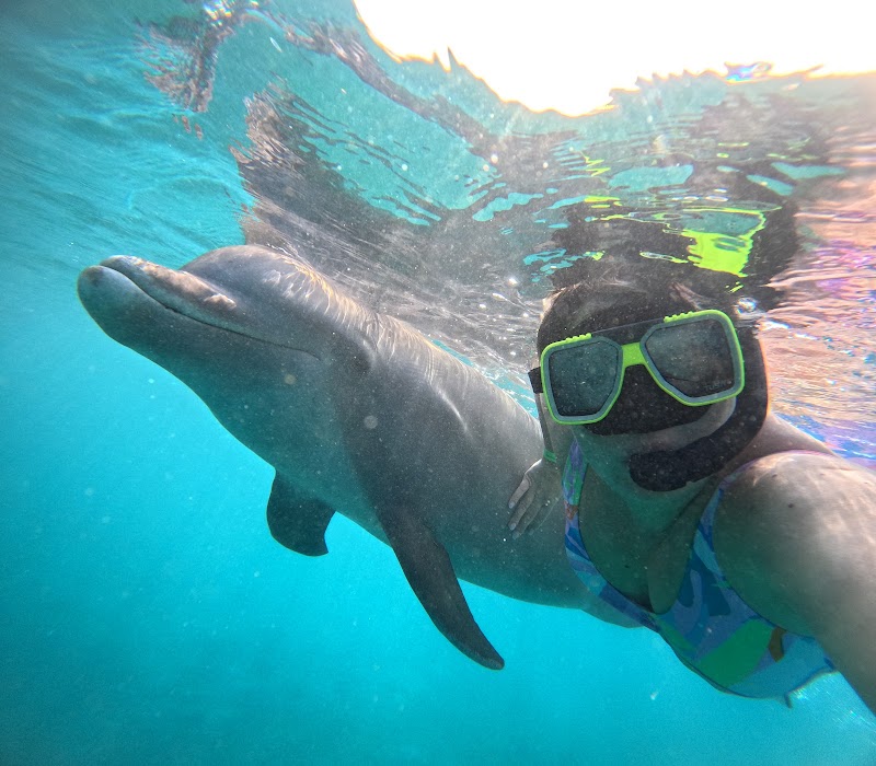 Photo 6 at Dolphin Academy Curacao in Willemstad