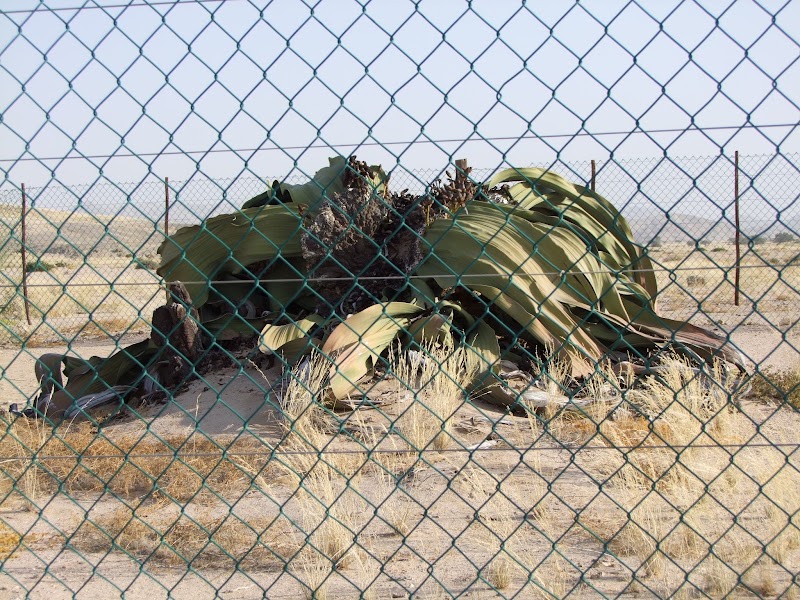 Photo 6 at Welwitschia Plain - Beacon 12 in Haigamkab