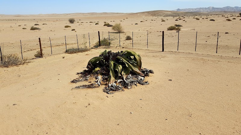 Welwitschia Plain - Beacon 12 in Haigamkab