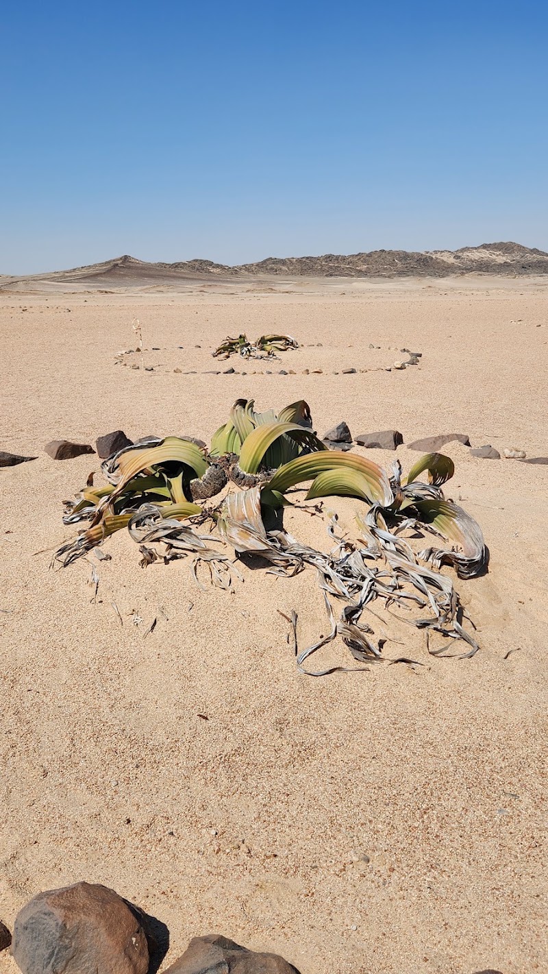 Photo 4 at Welwitschia Plain - Beacon 12 in Haigamkab