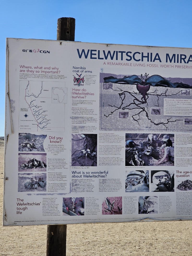 Photo 3 at Welwitschia Plain - Beacon 12 in Haigamkab