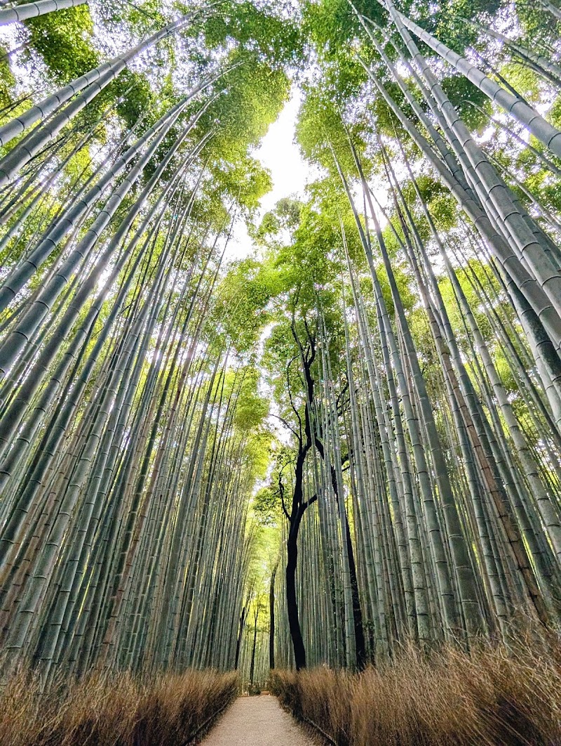 Photo 4 at Tenryu-ji in 京都市