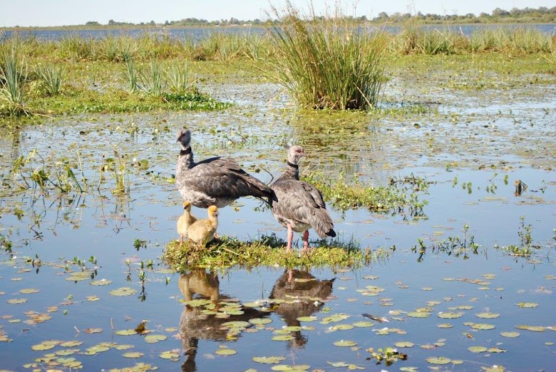 Photo 1 at Iberá Wetlands in 