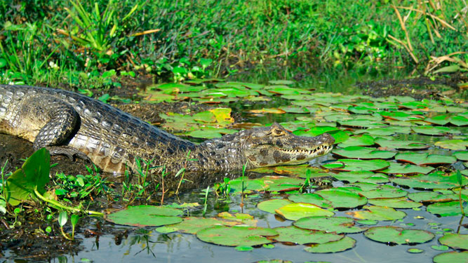 Photo 4 at Iberá Wetlands in 