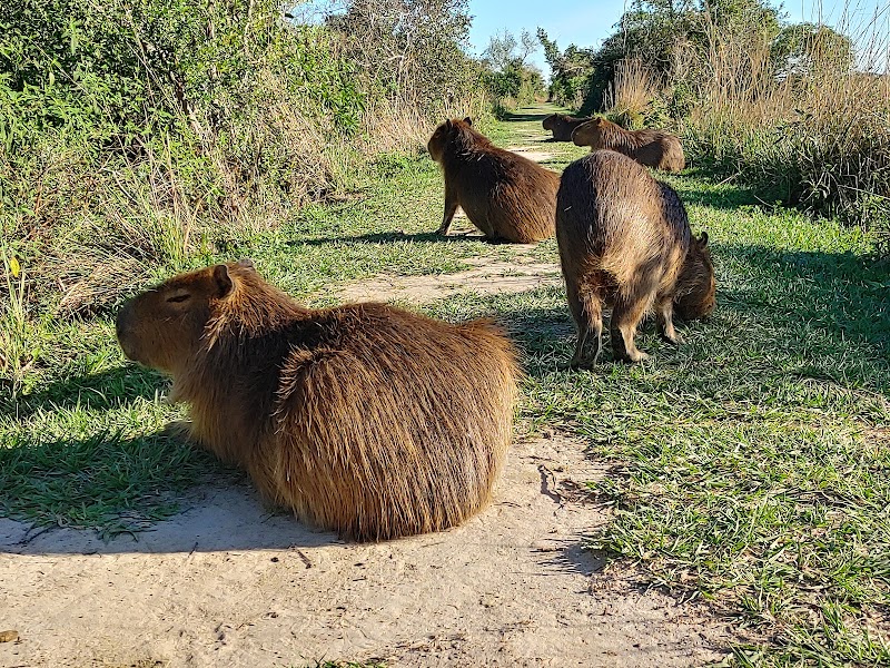 Photo 3 at Iberá Wetlands in 