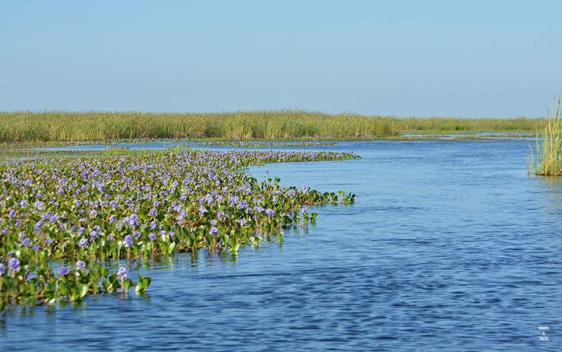 Iberá Wetlands in 