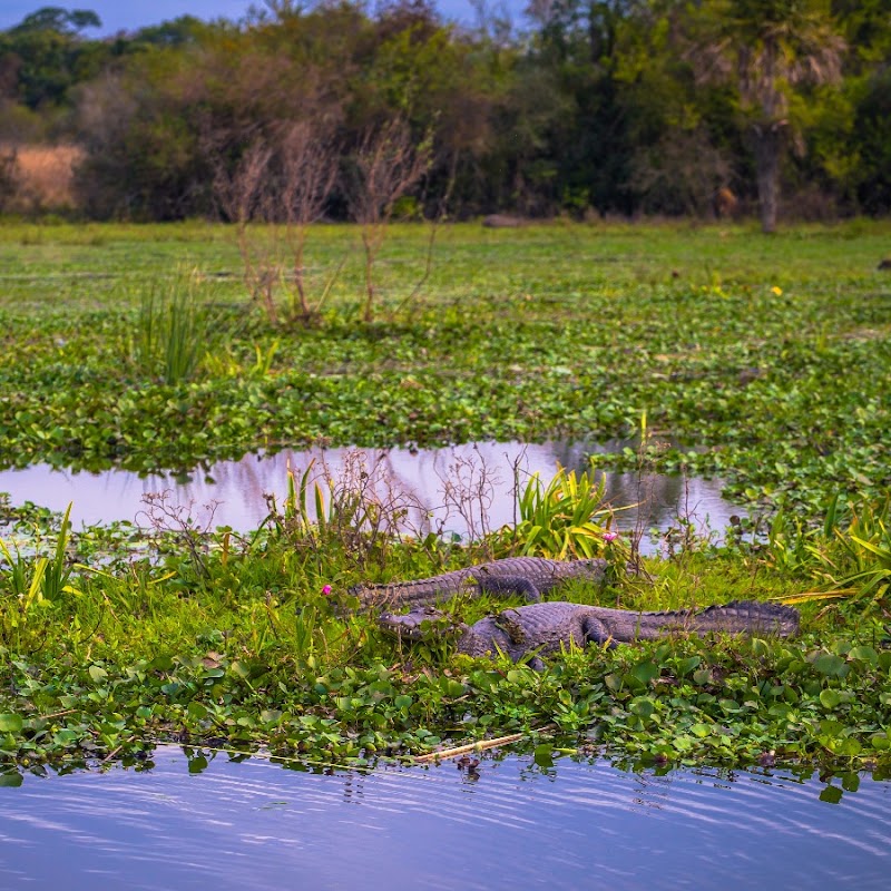 Photo 2 at Iberá Wetlands in 