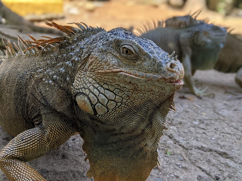 Photo 1 at Arch's Iguana and Marine Park in French Cay