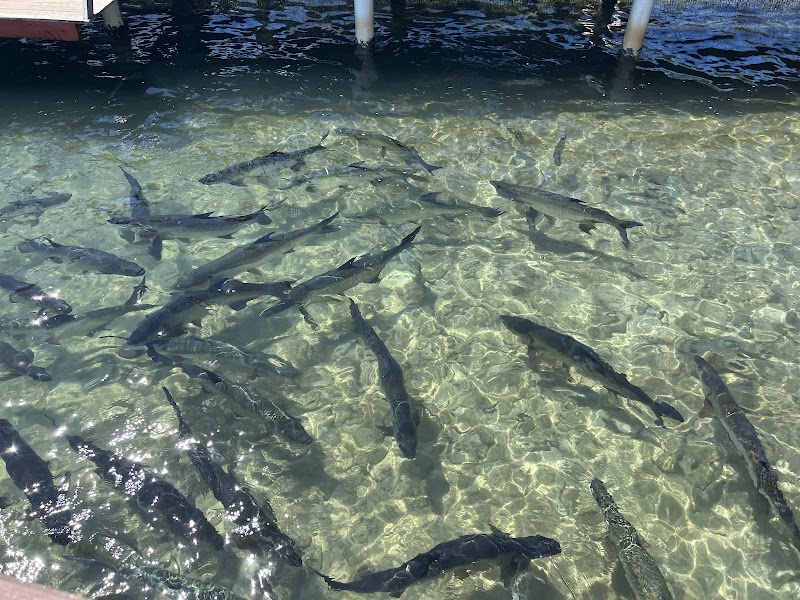 Photo 4 at Arch's Iguana and Marine Park in French Cay