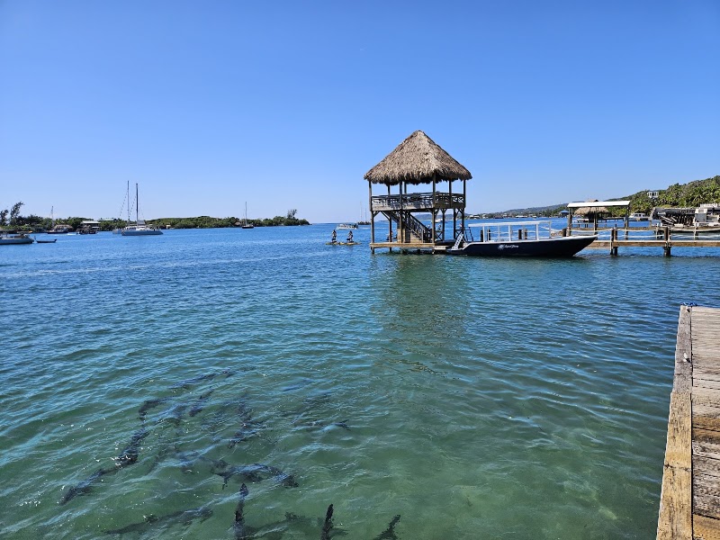 Photo 3 at Arch's Iguana and Marine Park in French Cay