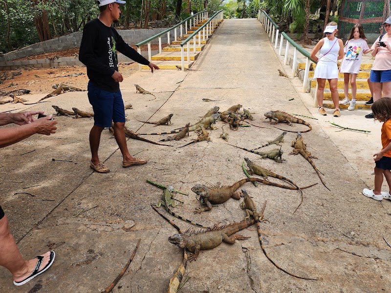 Photo 2 at Arch's Iguana and Marine Park in French Cay