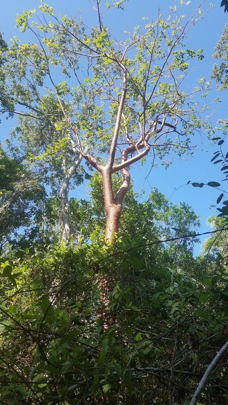 Photo 4 at Mastic Trail Southern Trailhead in Breakers
