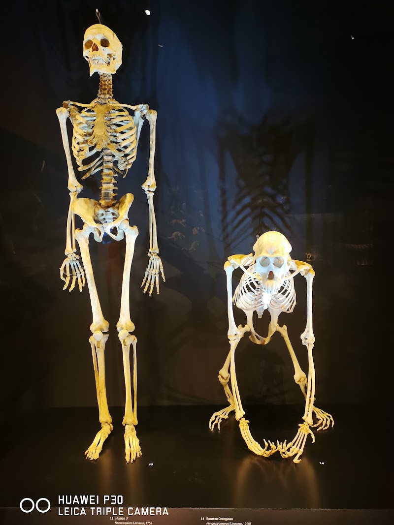 Photo 6 at Lee Kong Chian Natural History Museum, Singapore in Singapore