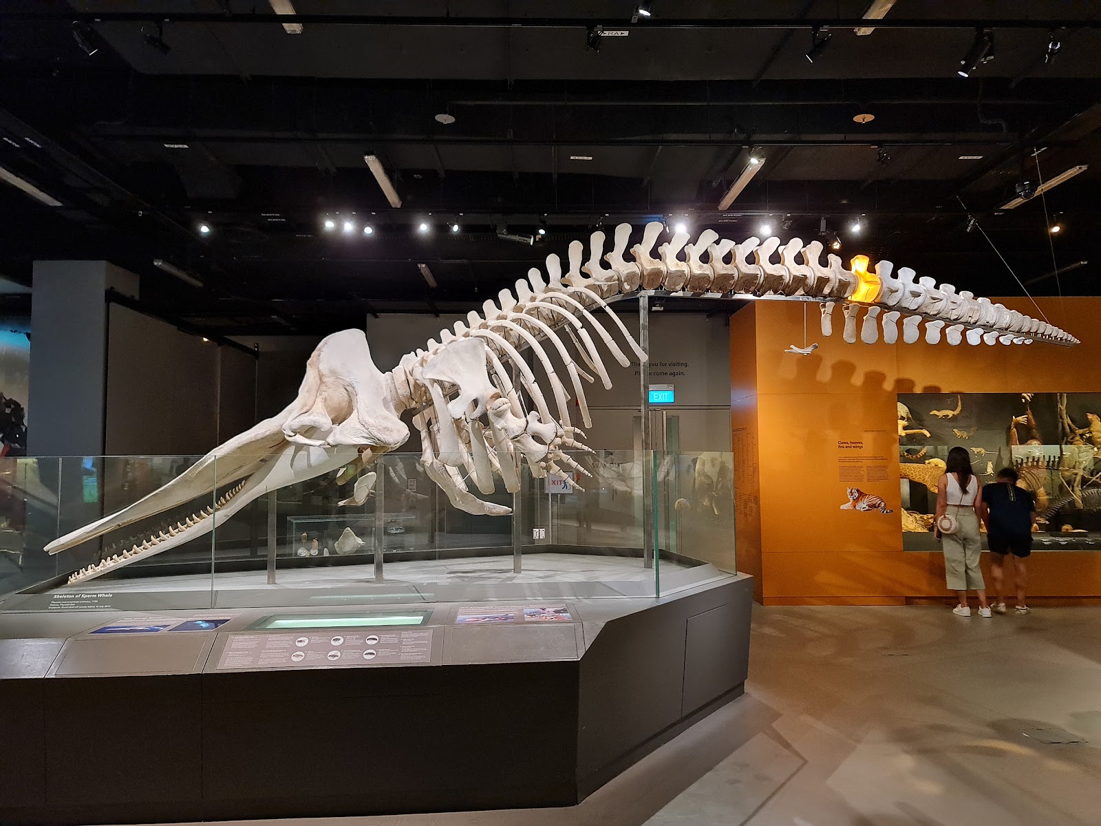 Lee Kong Chian Natural History Museum, Singapore in Singapore