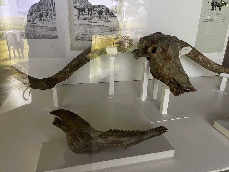 Photo 4 at National Museum and House of Culture in Dar es Salaam