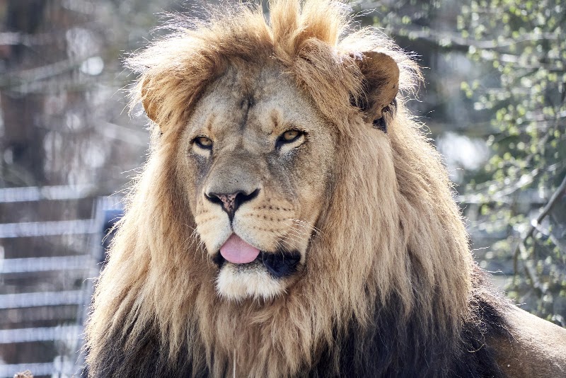 Lithuanian Zoo in Kaunas