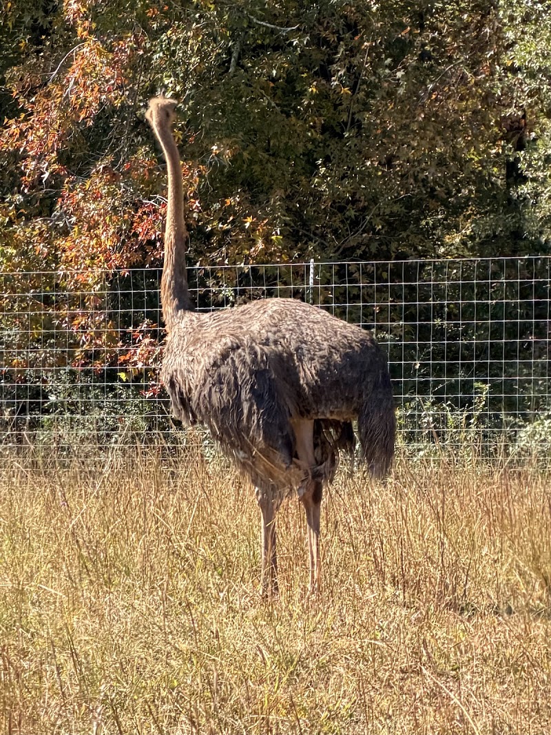 Photo 2 at Georgia Safari Conservation Park in Madison