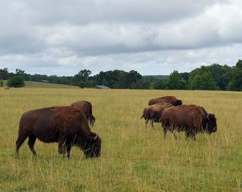 Photo 5 at Georgia Safari Conservation Park in Madison