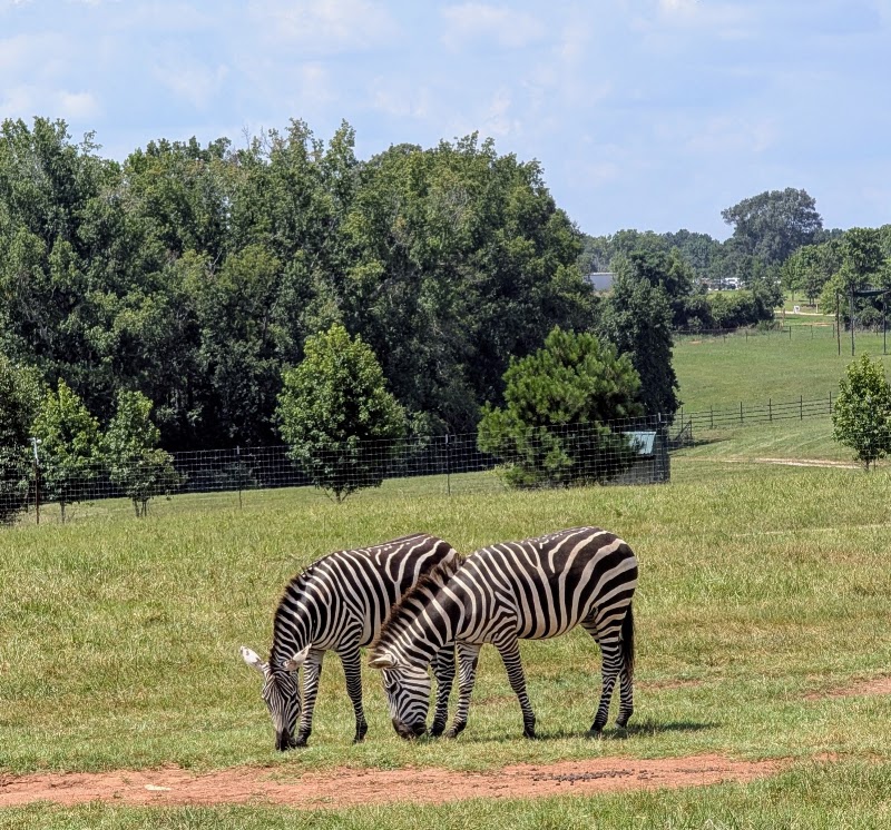 Photo 1 at Georgia Safari Conservation Park in Madison