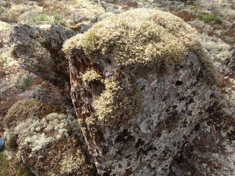 Photo 1 at Sammallahdenmäki – UNESCO World Heritage Site in Lappi
