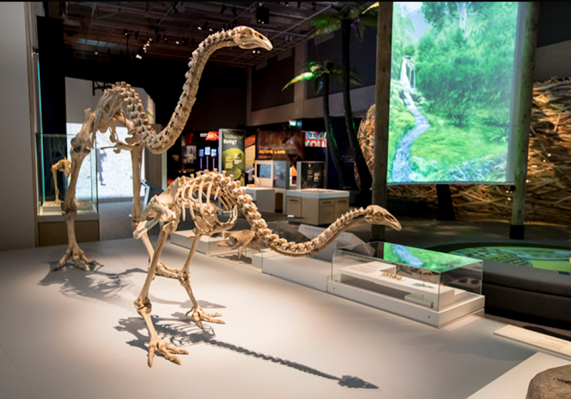 Photo 6 at Museum of New Zealand Te Papa Tongarewa in Wellington