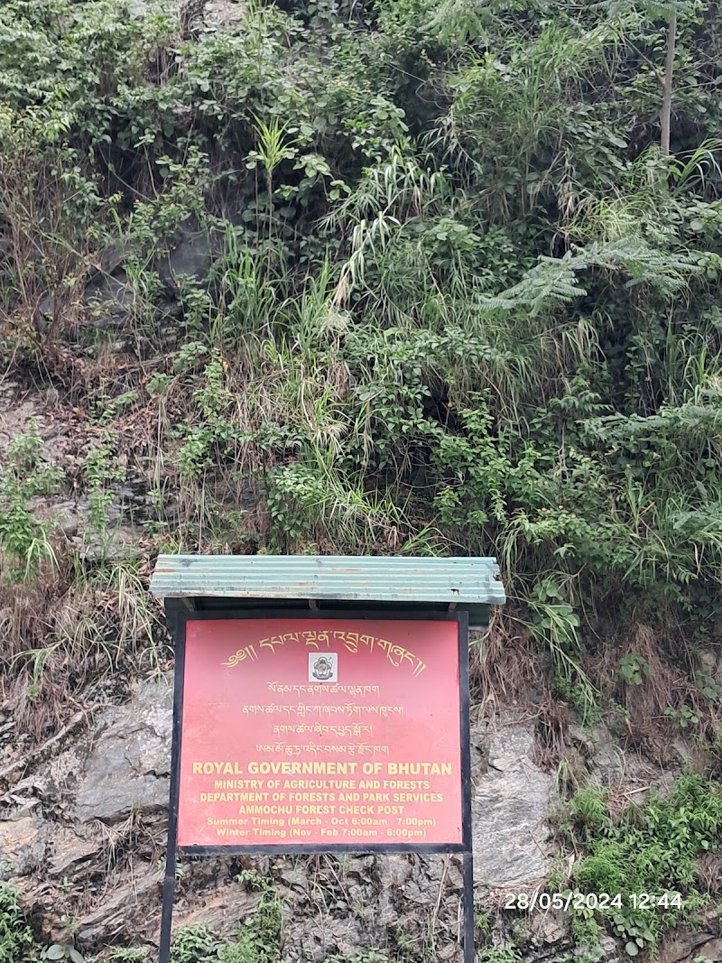 Photo 6 at Amochu Suspension Bridge in Pachu