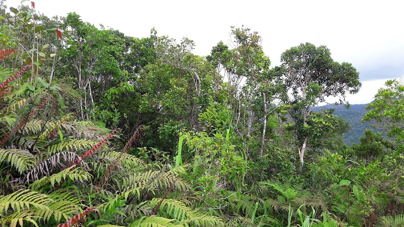 Photo 4 at Mount Korobaba in Suva