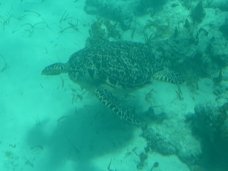 Photo 4 at Undersea Explorer, Caicos Tours in 