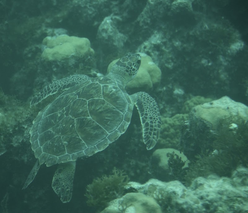 Photo 3 at Undersea Explorer, Caicos Tours in 