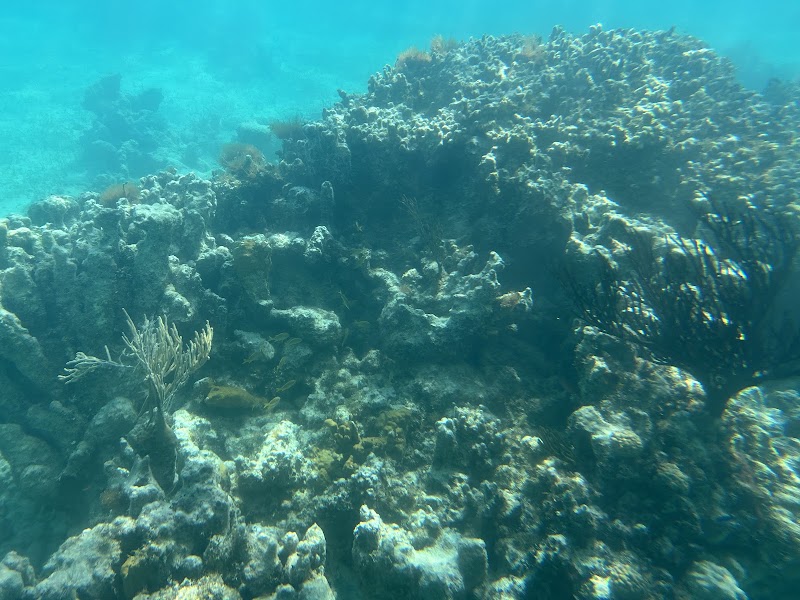 Photo 1 at Undersea Explorer, Caicos Tours in 