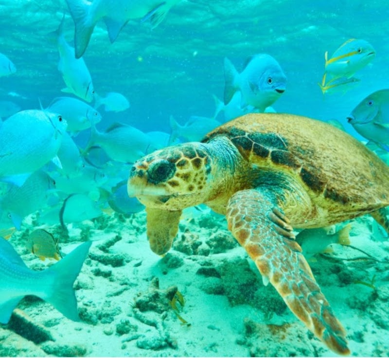 Photo 3 at Hol Chan Marine Reserve in San Pedro