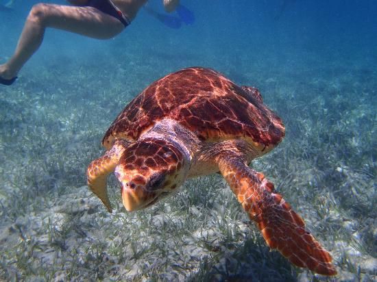 Photo 2 at Hol Chan Marine Reserve in San Pedro