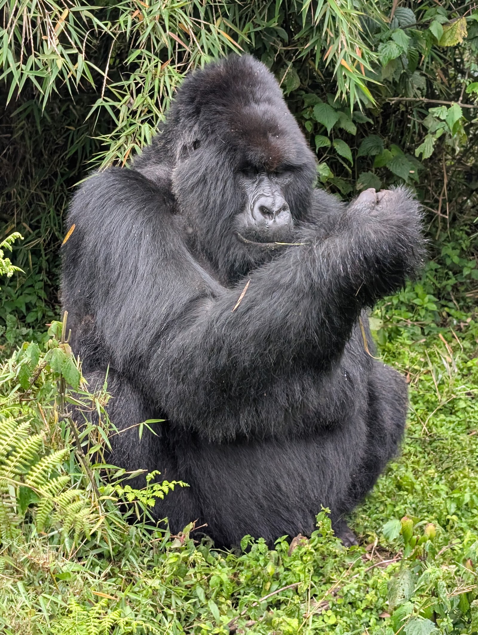 Universal Ventures -Gorilla trekking Rwanda-wildlife safari Rwanda-visit Rwanda. in Kigali